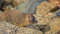 Marmot Baby -0125-1