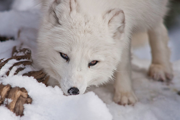 Arctic Fox-9028.jpg