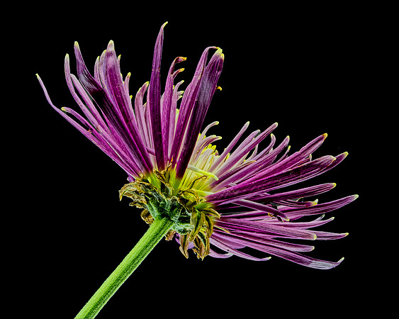 MACRO 8-30-26 (3)