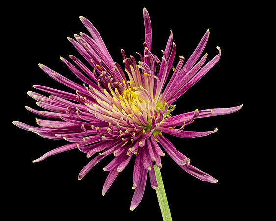 MACRO 8-30-26 (18)