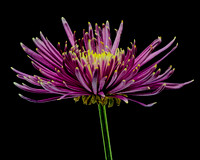 Floral Macro