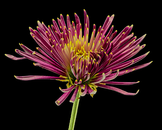 MACRO 8-30-26 (13)