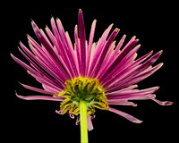 MACRO 8-30-26 (16)