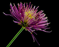 MACRO 8-30-26 (9)