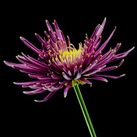 MACRO 8-30-26 (7)