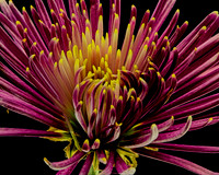 MACRO 8-30-26 (14)