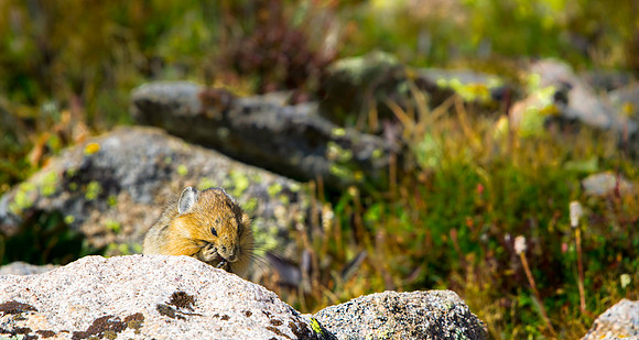 Pika-4234-1