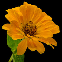 Macro 9-5-26 (15)