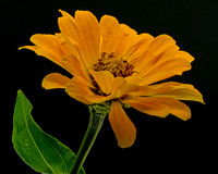 Macro 9-5-26 (19)