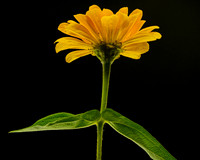 Macro 9-5-26 (13)
