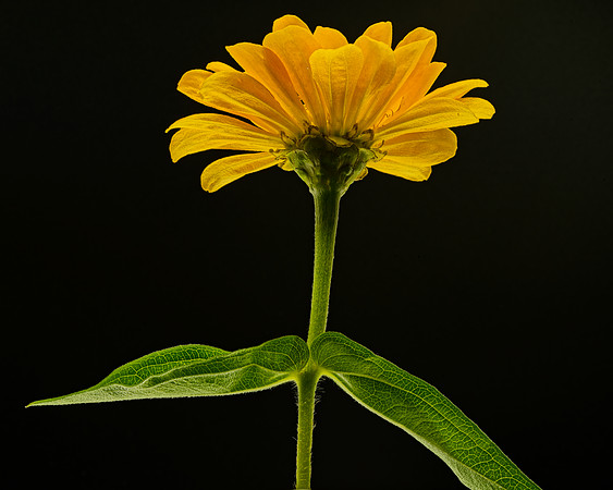 Macro 9-5-26 (13)