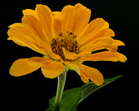 Macro 9-5-26 (9)