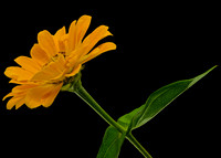 Macro 9-5-26 (16)