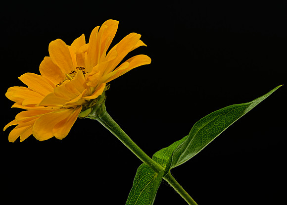 Macro 9-5-26 (16)