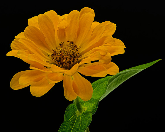 Macro 9-5-26 (17)