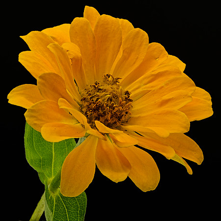 Macro 9-5-26 (15)