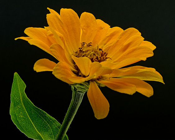 Macro 9-5-26 (19)