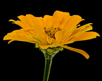 Macro 9-5-26 (12)