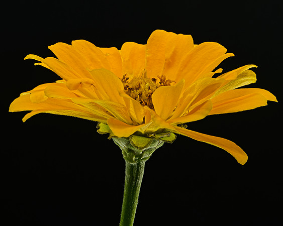Macro 9-5-26 (12)