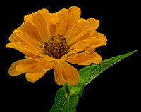 Macro 9-5-26 (17)