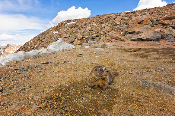 Marmot Pups-8672-12mm-1