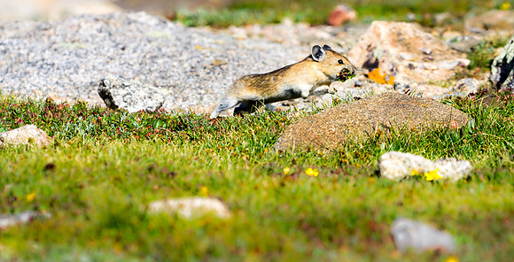Pika-0704-1