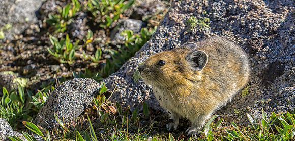 Pika-1072-1