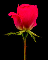 MACRO 9-12-26 (6)