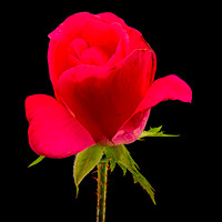 MACRO 9-12-26 (5)