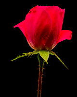 MACRO 9-12-26 (9)