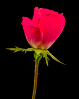MACRO 9-12-26 (2)
