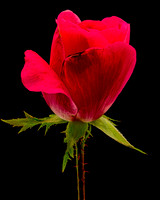 MACRO 9-12-26 (11)