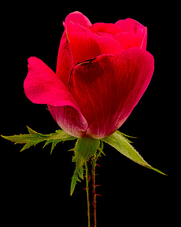MACRO 9-12-26 (11)