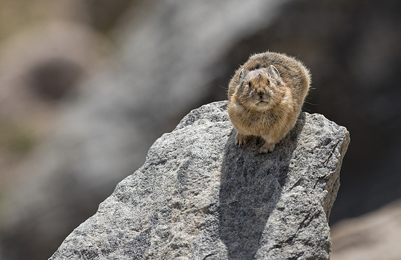Pika-02665