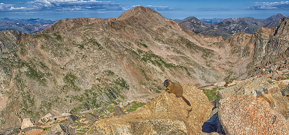 Baby Marmot-Scape-4910