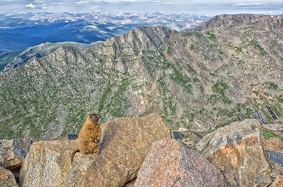 WAW-Marmot Standing-9800-1