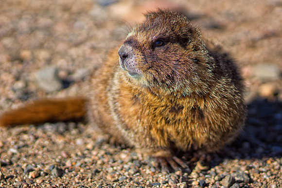 Marmot Momma-Portrait-1413-1