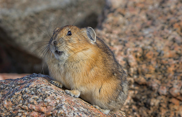 Pika-1595-1