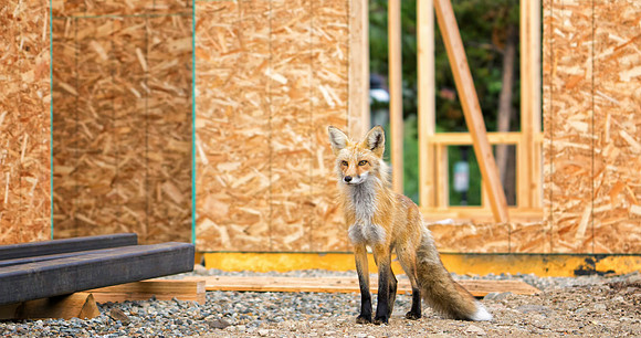 Red Fox-6416-1