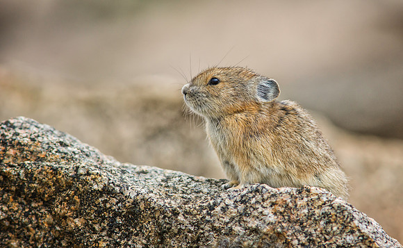 Pika-8729-1