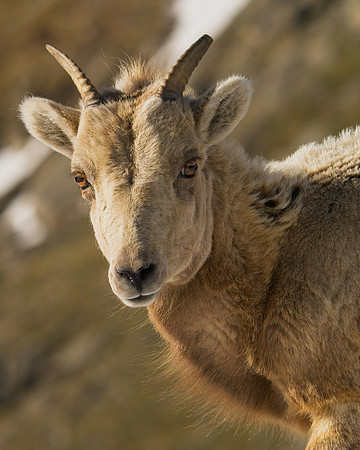 Mt Evans 6-11 (356)