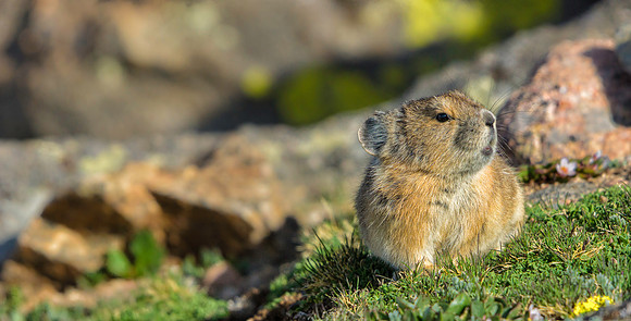 Pika-7798-1