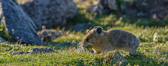 Pika Gathering-1035-1