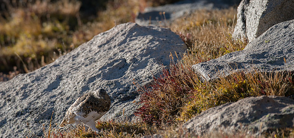 Ptarmigan-04326