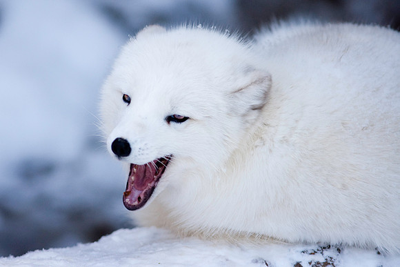 Arctic Fox-9183.jpg