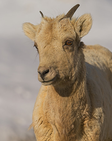 Mt Evans 6-11 (298)