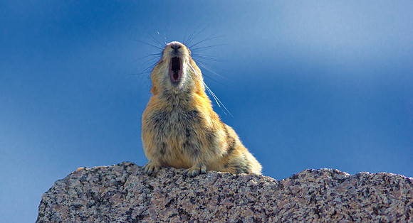 Pika Barking-4531-1