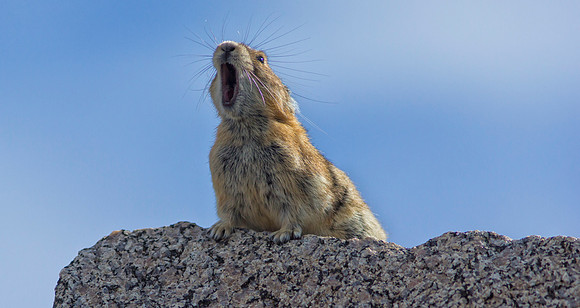 Pika Barking-4536-1