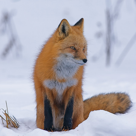 Fox-7554