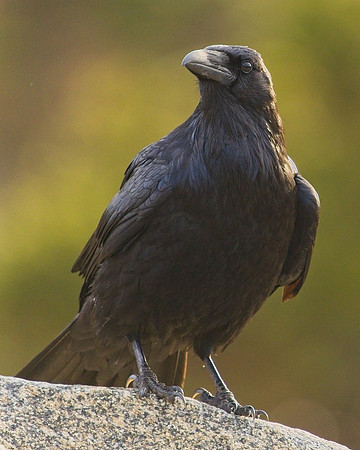 MT EVANS 6-4 R (19)